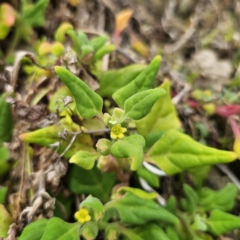 Tetragonia tetragonoides at Moruya Heads, NSW - 24 Nov 2023 04:09 PM