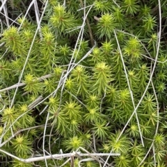 Acrotriche serrulata (Ground-berry) at Molonglo River Reserve - 24 Nov 2023 by SteveBorkowskis