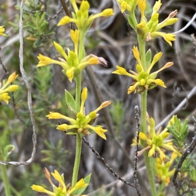 Pimelea curviflora (Curved Rice-flower) at Kama - 24 Nov 2023 by SteveBorkowskis