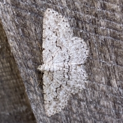 Psilosticha absorpta (Fine-waved Bark Moth) at Jerrabomberra, NSW - 24 Nov 2023 by SteveBorkowskis