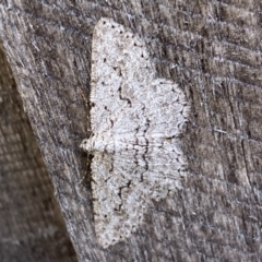 Psilosticha absorpta (Fine-waved Bark Moth) at QPRC LGA - 24 Nov 2023 by SteveBorkowskis