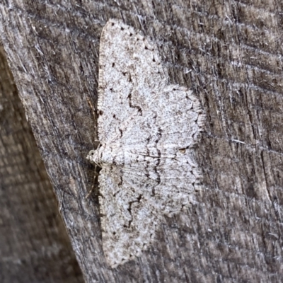 Psilosticha absorpta (Fine-waved Bark Moth) at Jerrabomberra, NSW - 24 Nov 2023 by SteveBorkowskis