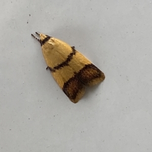 Heteroteucha translatella at Mitchell, ACT - 24 Nov 2023