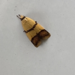 Heteroteucha translatella at Mitchell, ACT - 24 Nov 2023