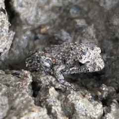 Crinia sp. (genus) (A froglet) at Kama - 24 Nov 2023 by SteveBorkowskis