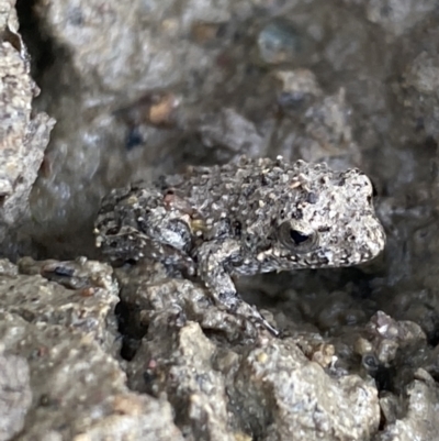 Crinia sp. (genus) (A froglet) at Belconnen, ACT - 24 Nov 2023 by SteveBorkowskis