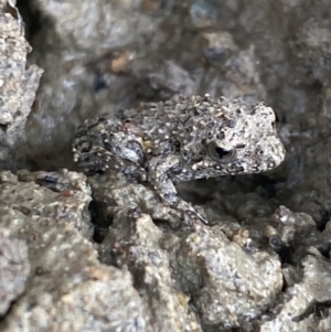 Crinia sp. (genus) at Molonglo River Reserve - 24 Nov 2023