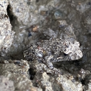 Crinia sp. (genus) at Molonglo River Reserve - 24 Nov 2023