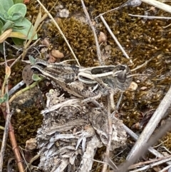 Brachyexarna lobipennis (Stripewinged meadow grasshopper) at Belconnen, ACT - 24 Nov 2023 by SteveBorkowskis