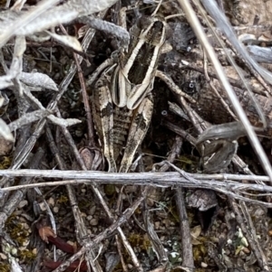 Brachyexarna lobipennis at Molonglo River Reserve - 24 Nov 2023