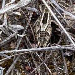 Brachyexarna lobipennis at Molonglo River Reserve - 24 Nov 2023