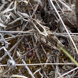 Brachyexarna lobipennis at Molonglo River Reserve - 24 Nov 2023