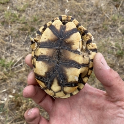 Chelodina longicollis (Eastern Long-necked Turtle) at Molonglo River Reserve - 23 Nov 2023 by SteveBorkowskis