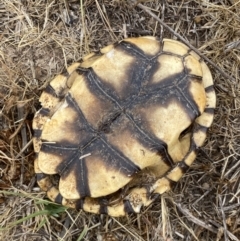 Chelodina longicollis at Kama - 24 Nov 2023