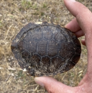 Chelodina longicollis at Kama - 24 Nov 2023 10:48 AM