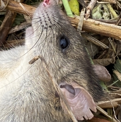 Rattus rattus (Black Rat) at Molonglo River Reserve - 24 Nov 2023 by SteveBorkowskis