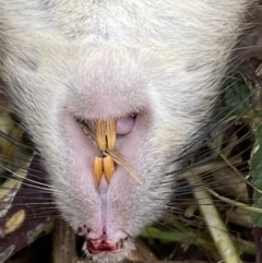 Rattus rattus at Molonglo River Reserve - 24 Nov 2023