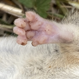 Rattus rattus at Molonglo River Reserve - 24 Nov 2023