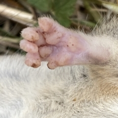 Rattus rattus at Molonglo River Reserve - 24 Nov 2023