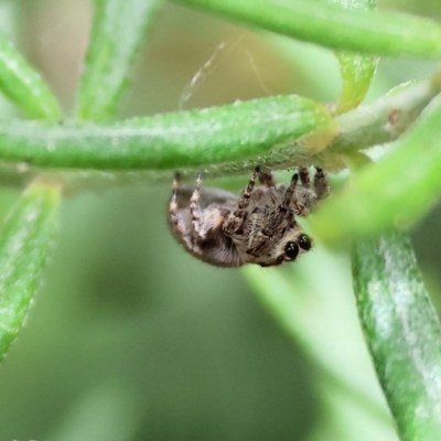 Unidentified Spider (Araneae) at Wodonga, VIC - 24 Nov 2023 by KylieWaldon