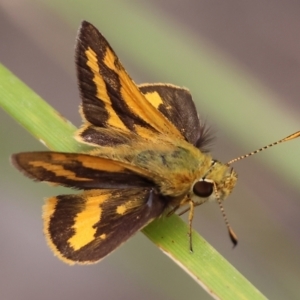 Ocybadistes walkeri at Belvoir Park - 24 Nov 2023 11:17 AM