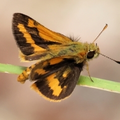 Ocybadistes walkeri at Belvoir Park - 24 Nov 2023 11:17 AM