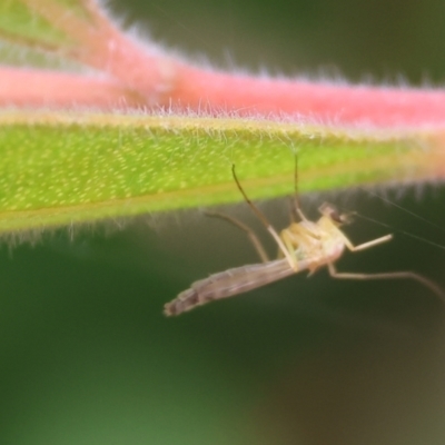 Unidentified Crane fly, midge, mosquito or gnat (several families) at Wodonga, VIC - 24 Nov 2023 by KylieWaldon