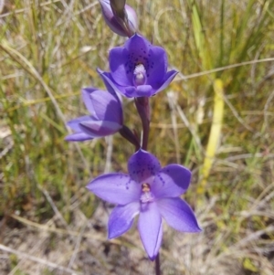 Thelymitra ixioides at Blue Mountains National Park - 22 Oct 2023