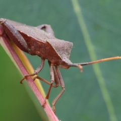 Amorbus sp. (genus) (Eucalyptus Tip bug) at Wodonga, VIC - 24 Nov 2023 by KylieWaldon