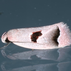 Acanthodela erythrosema at Ainslie, ACT - 22 Nov 2023
