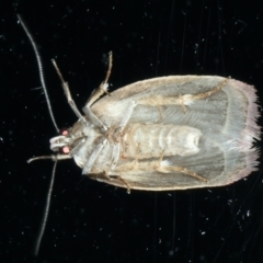 Acanthodela erythrosema at Ainslie, ACT - 22 Nov 2023