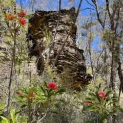 Telopea speciosissima (NSW Waratah) at Blue Mountains National Park, NSW - 22 Oct 2023 by ekmk