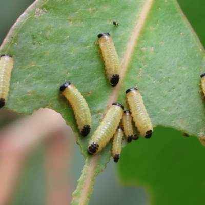 Paropsis atomaria (Eucalyptus leaf beetle) at Wodonga, VIC - 24 Nov 2023 by KylieWaldon