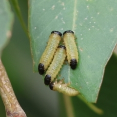 Paropsis atomaria at Belvoir Park - 24 Nov 2023 11:25 AM