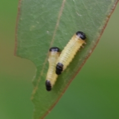 Paropsis atomaria at Belvoir Park - 24 Nov 2023 11:25 AM