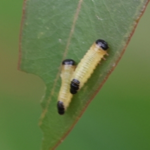 Paropsis atomaria at Belvoir Park - 24 Nov 2023