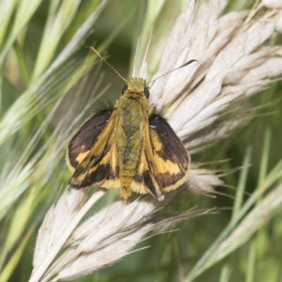 Ocybadistes walkeri (Green Grass-dart) at Higgins, ACT - 28 Nov 2022 by AlisonMilton