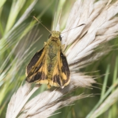 Ocybadistes walkeri at Higgins, ACT - 29 Nov 2022 10:58 AM