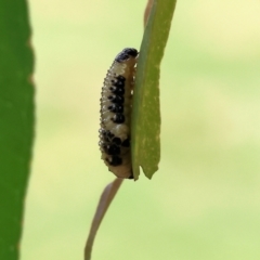 Paropsis atomaria at Belvoir Park - 24 Nov 2023 11:26 AM