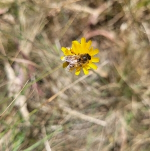 Apis mellifera at Mount Majura (MMS) - 23 Nov 2023