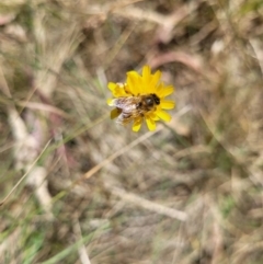Apis mellifera (European honey bee) at Mount Majura - 23 Nov 2023 by Jaji