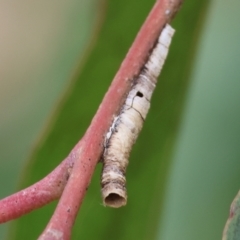 Machaerotinae sp. (family) (Tube Spittlebugs) at Belvoir Park - 24 Nov 2023 by KylieWaldon