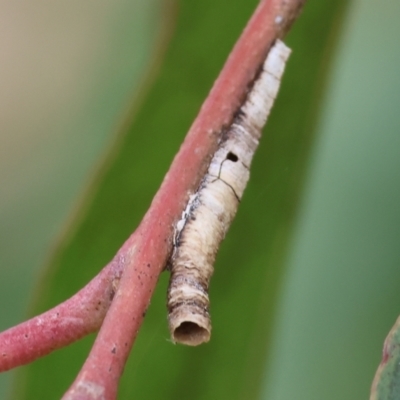 Unidentified Moth (Lepidoptera) at Wodonga, VIC - 24 Nov 2023 by KylieWaldon