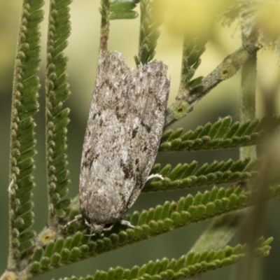 Philobota philostaura at Higgins, ACT - 29 Nov 2022 by AlisonMilton