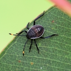 Unidentified Shield, Stink or Jewel Bug (Pentatomoidea) at Belvoir Park - 24 Nov 2023 by KylieWaldon