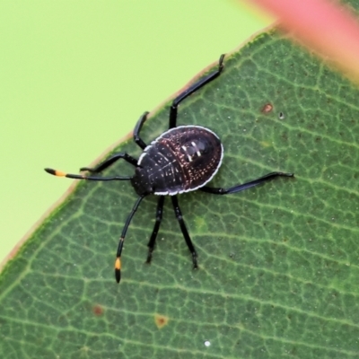 Unidentified Shield, Stink or Jewel Bug (Pentatomoidea) at Belvoir Park - 24 Nov 2023 by KylieWaldon