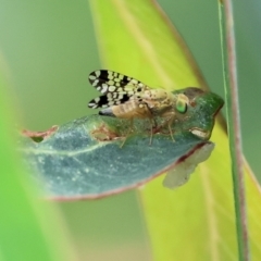 Austrotephritis sp. (genus) (Fruit fly or Seed fly) at Wodonga - 24 Nov 2023 by KylieWaldon