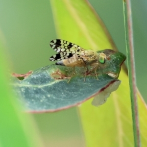 Austrotephritis sp. (genus) at Belvoir Park - 24 Nov 2023