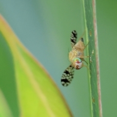 Austrotephritis sp. (genus) at Belvoir Park - 24 Nov 2023