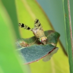 Austrotephritis sp. (genus) at Belvoir Park - 24 Nov 2023